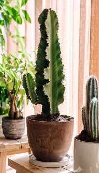 Hoge, golvende cactus in een bruine bloempot groeit rechtop op een houten tafeltje bij een raam met lichtdoorlatende gordijnen, naast andere kamerplanten.