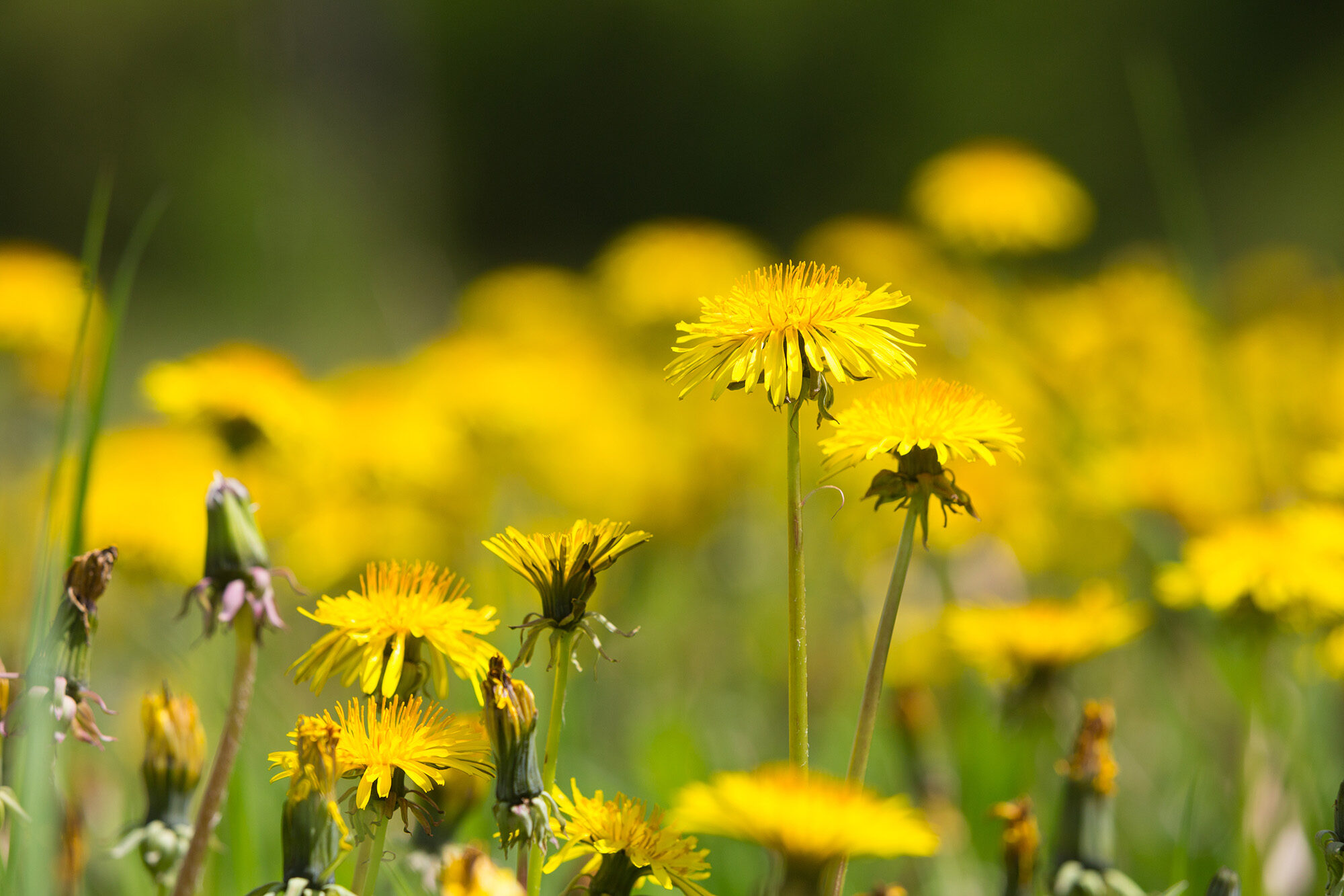 Paardenbloem in gazon