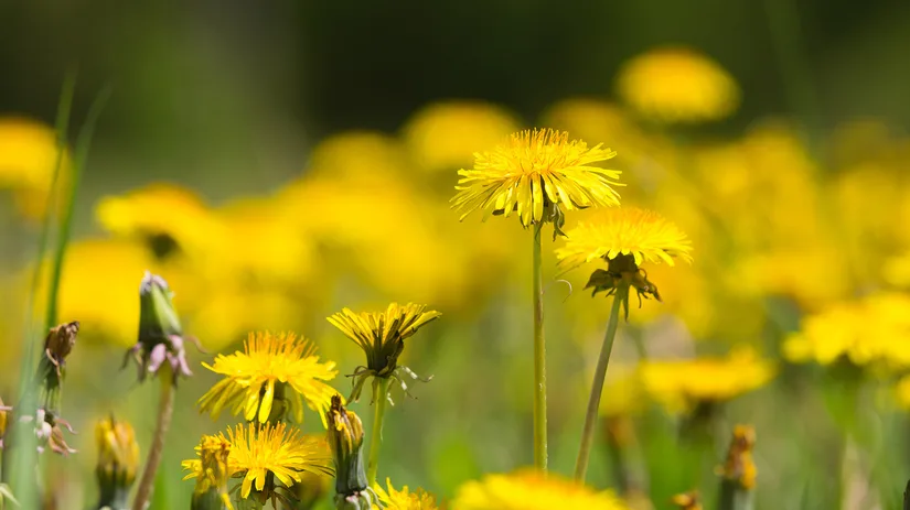 paardenbloem-common-dandelion Paardenbloem in gazon