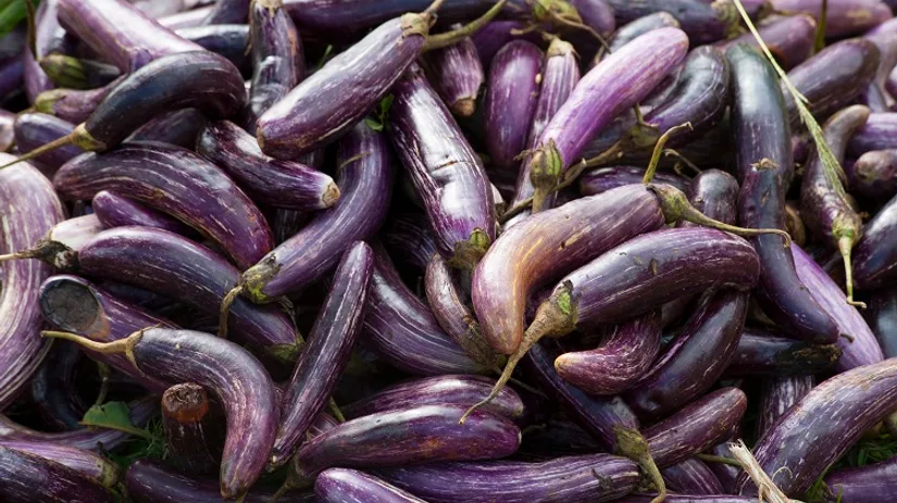 Aubergine kweken Aubergine kweken