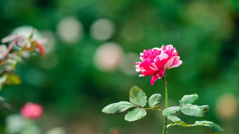 rozen rozen
