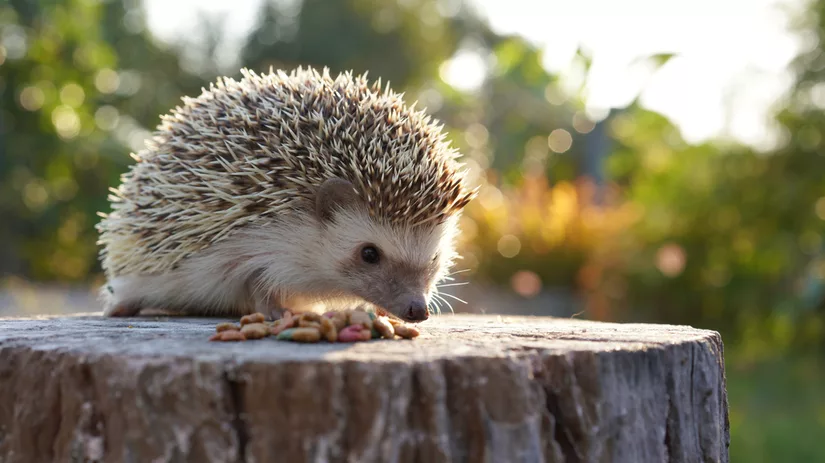 Maak van je tuin een thuis voor egels Maak van je tuin een thuis voor egels