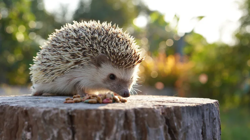 Maak van je tuin een thuis voor egels Maak van je tuin een thuis voor egels