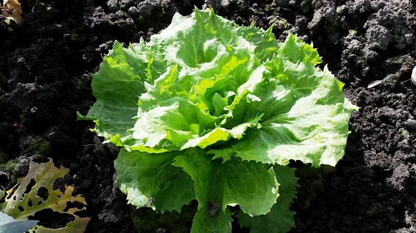 foto-5-andijvie-in-kas-diana foto-5-andijvie-in-kas-diana