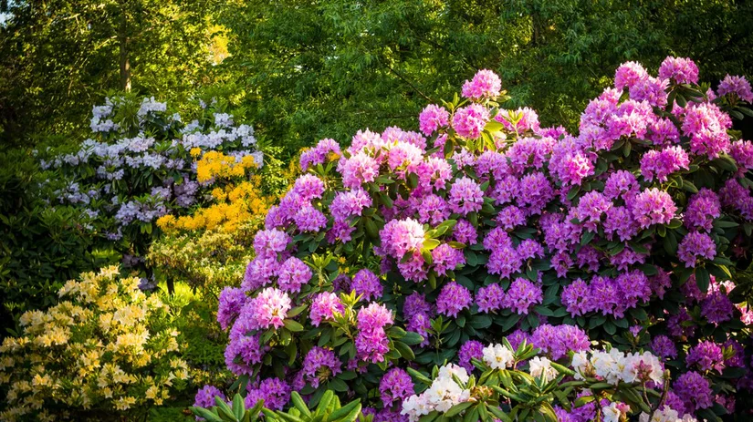 rododendron rododendron