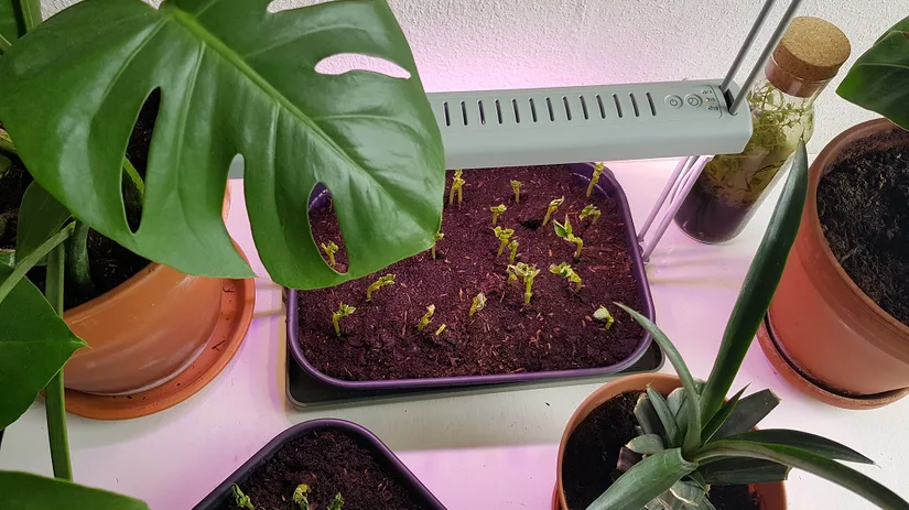 Kiemplantjes in een bak Kiemplantjes onder een lamp in huis