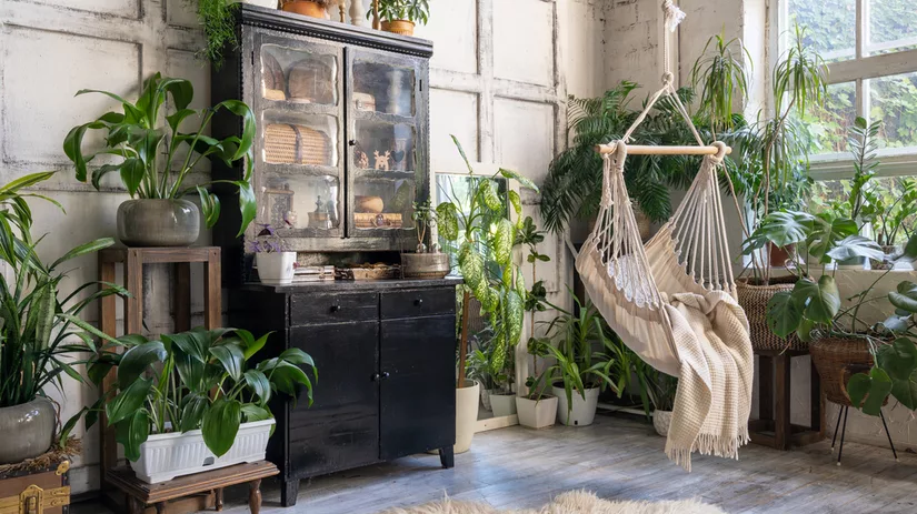 Top 5: populaire kamerplanten Top 5: populaire kamerplanten