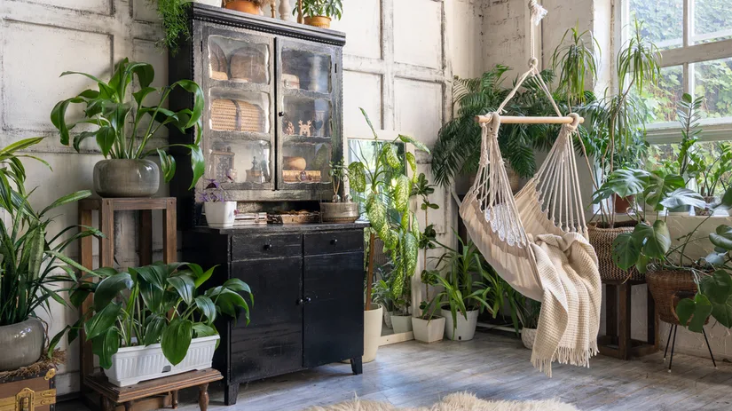 Top 5: populaire kamerplanten Top 5: populaire kamerplanten