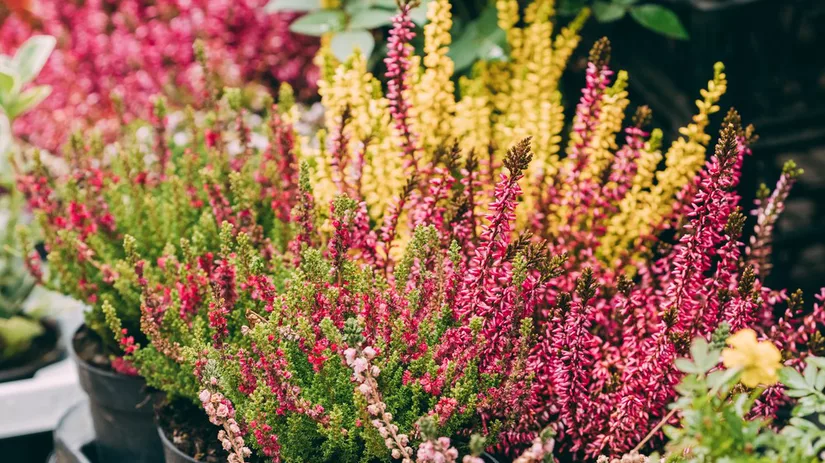 5 potplanten in de herfst 5 potplanten in de herfst