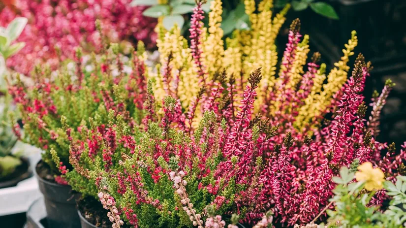 5 potplanten in de herfst 5 potplanten in de herfst