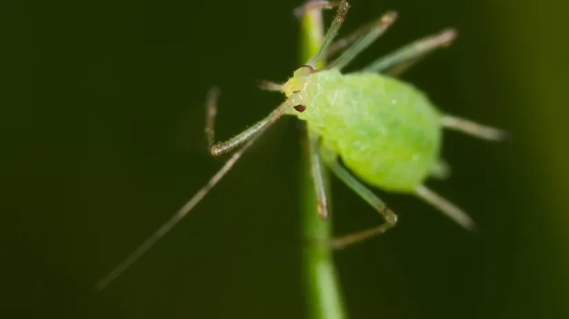 Hoe ontstaat bladluis_.png Hoe ontstaat bladluis_.png