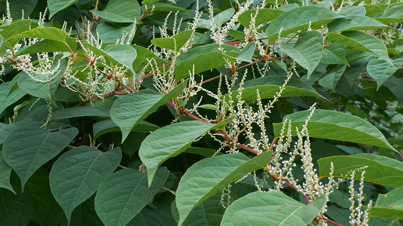 japanse-duizendknoop japanse-duizendknoop
