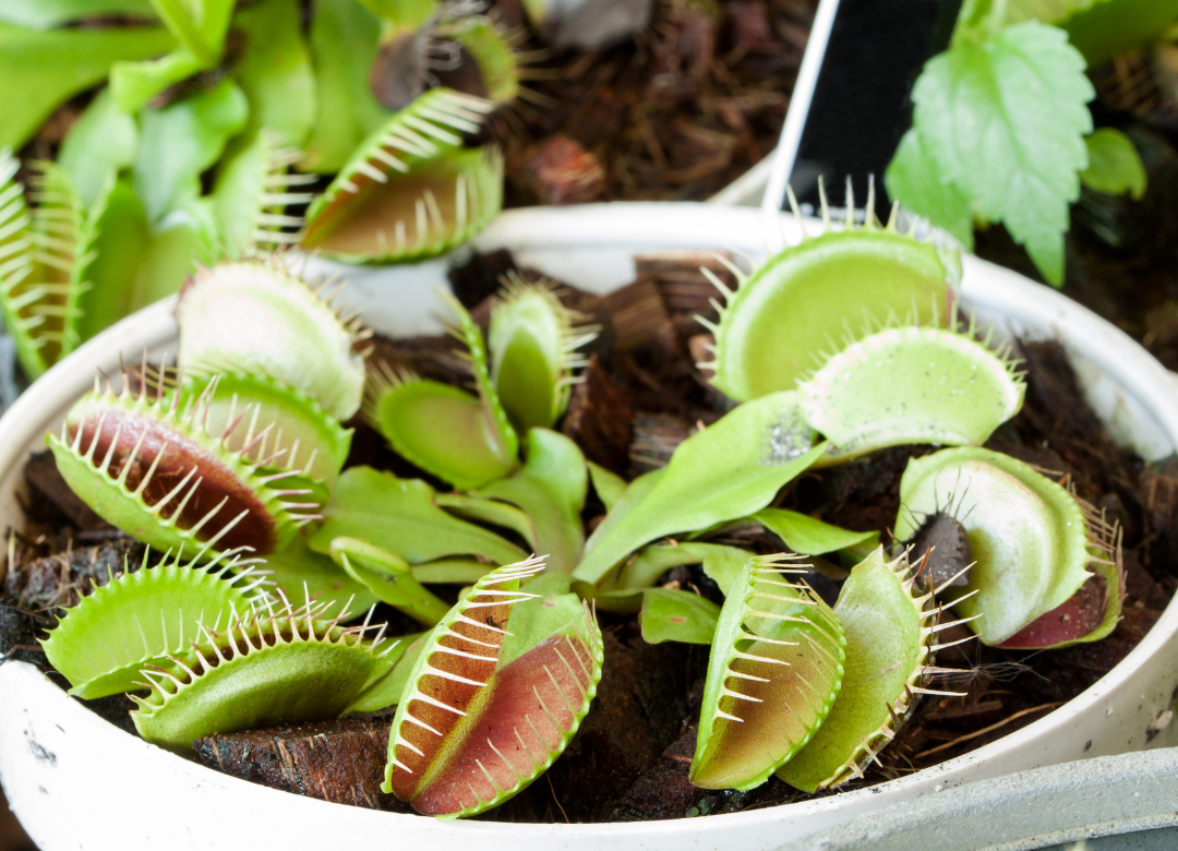 Hoe verzorg je een vleesetende plant?