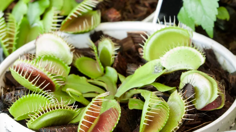 Hoe verzorg je een vleesetende plant? Hoe verzorg je een vleesetende plant?