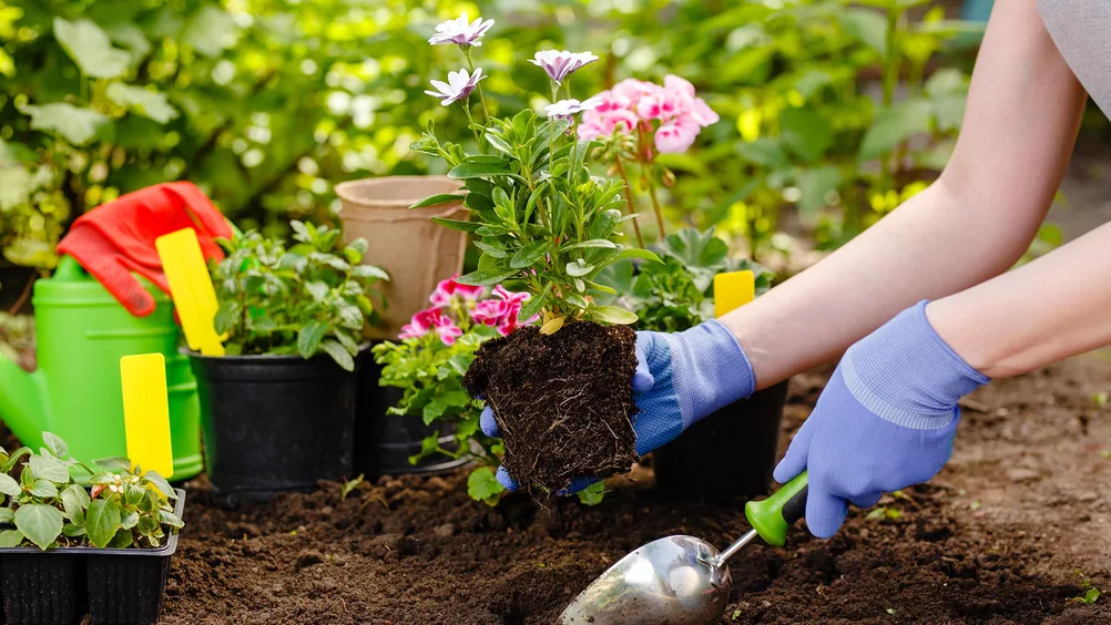 pluktuin, bloomboost, blog en tips, snijbloemen uit eigen tuin, bloementuin, vaste planten pluktuin, bloomboost, blog en tips, snijbloemen uit eigen tuin, bloementuin, vaste planten