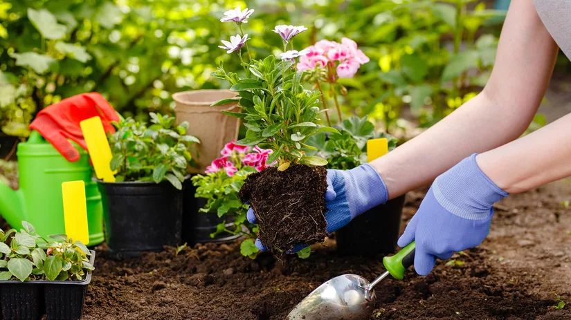 Een bloementuin beginnen Een bloementuin beginnen