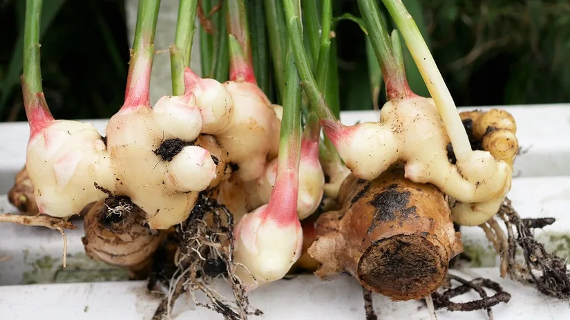 Gembertwortels Oude en nieuwe gemberwortels na de teelt