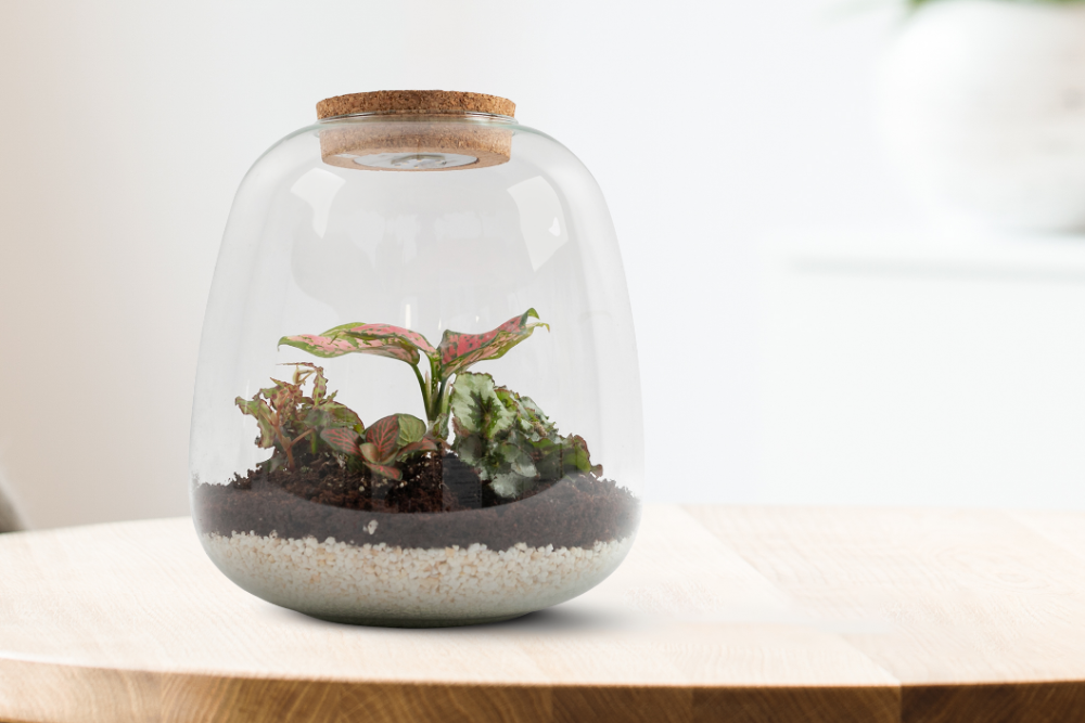 Zelf een terrarium maken