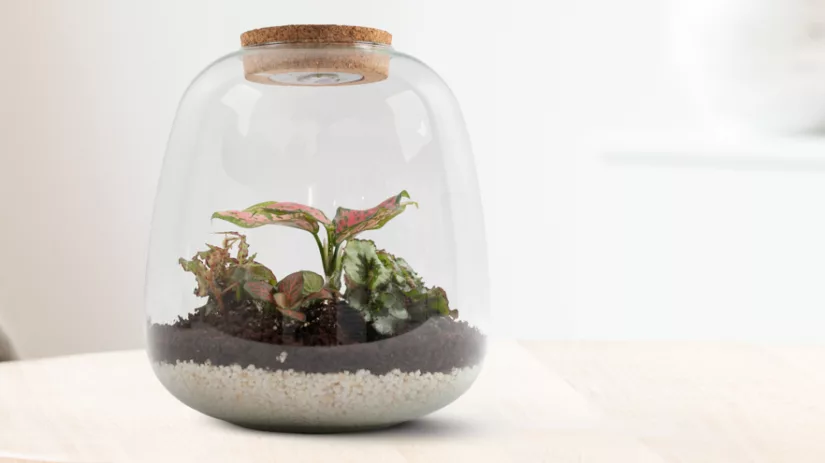 Zelf een terrarium maken Zelf een terrarium maken