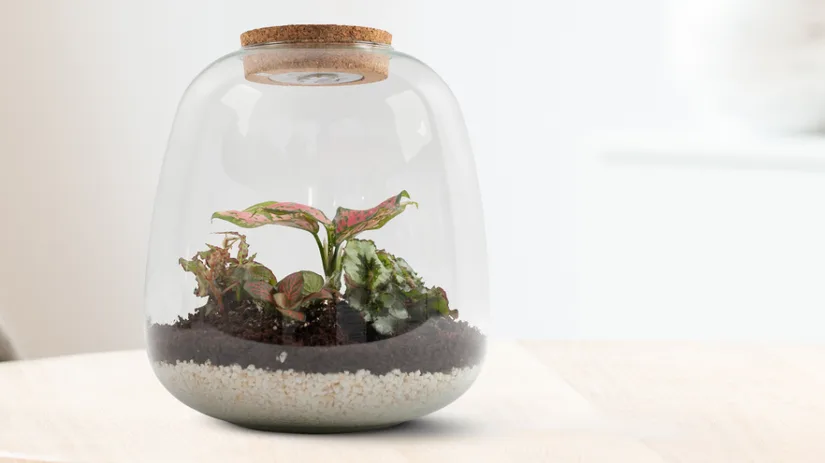 Zelf een terrarium maken Zelf een terrarium maken