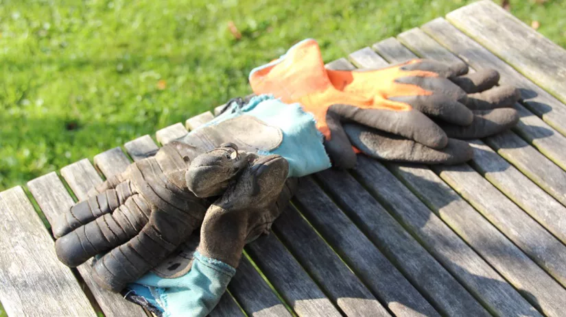 planten verplanten planten verplanten