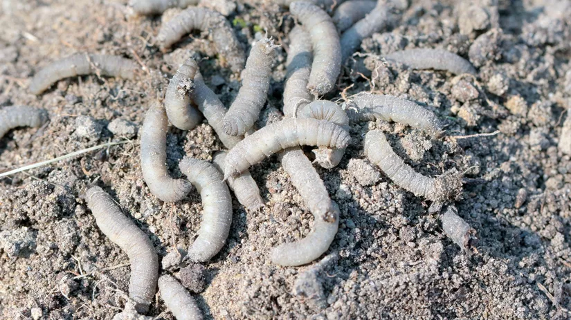Emelten bestrijden met knoflook Emelten bestrijden met knoflook