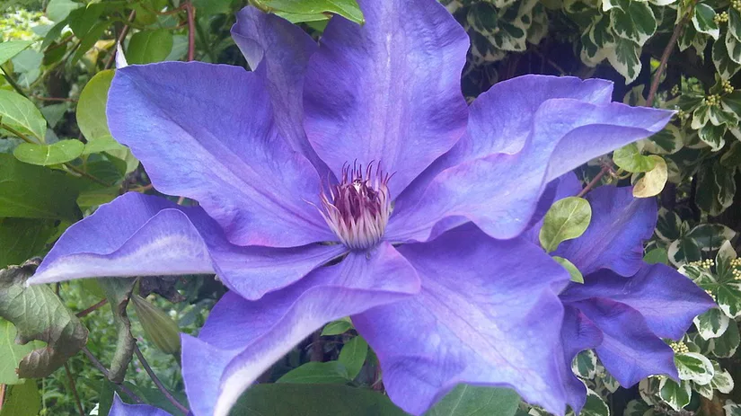 clematis-paars clematis-paars