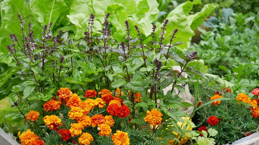 Diana foto 4 snijbiet tagetes basilicum.JPG Diana foto 4 snijbiet tagetes basilicum.JPG
