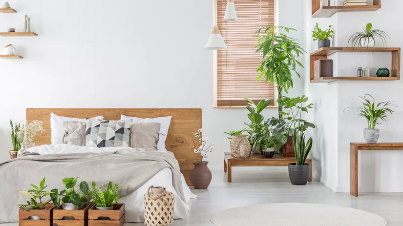 De Top 4 kamerplanten voor een perfecte nachtrust De Top 4 kamerplanten voor een perfecte nachtrust