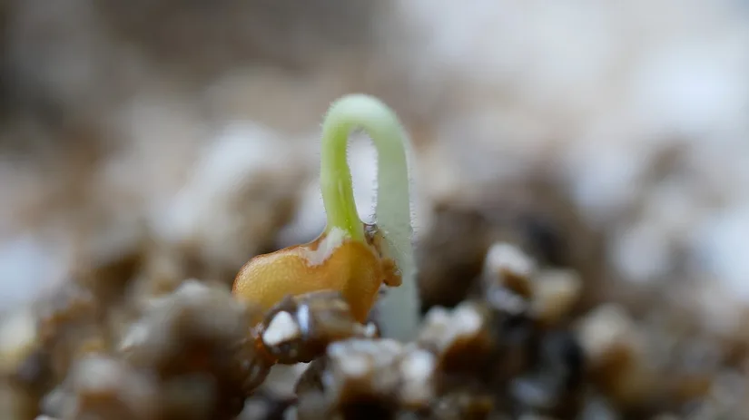 zaaien vermiculiet vermiculiet
