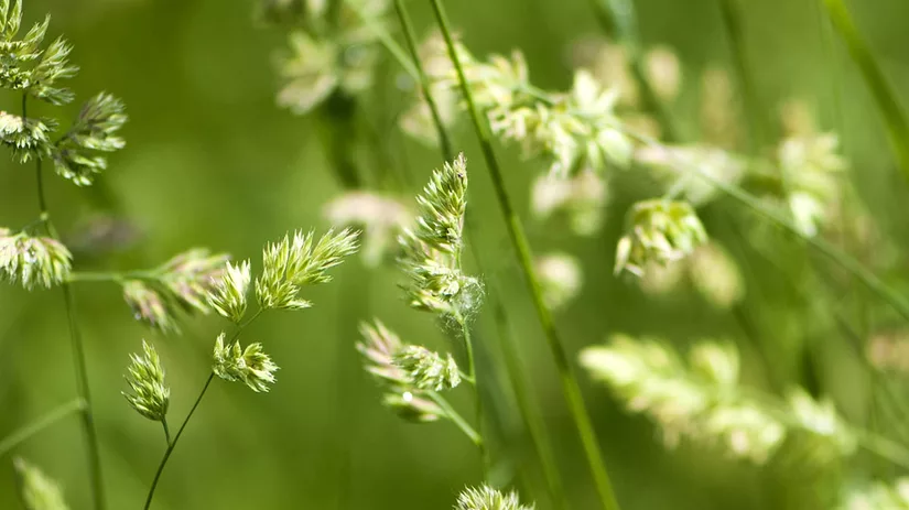 ongewenste-grassen-straatgras ongewenste-grassen-straatgras