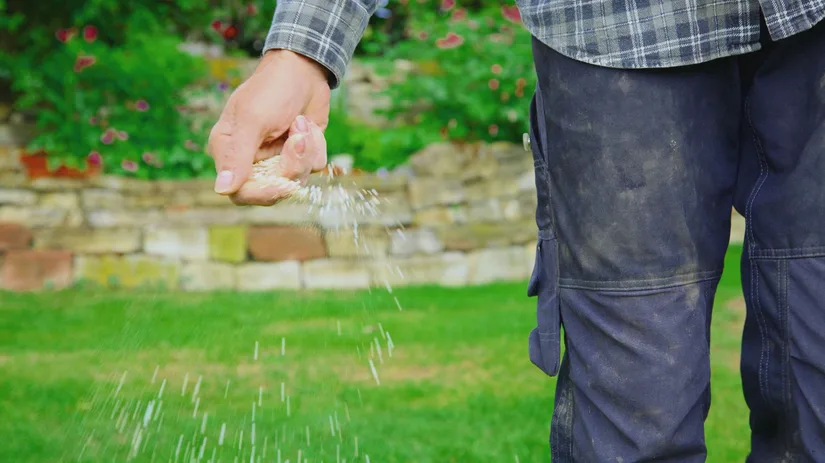 Gras zaaien na verticuteren: tips en stappen Gras zaaien na verticuteren: tips en stappen