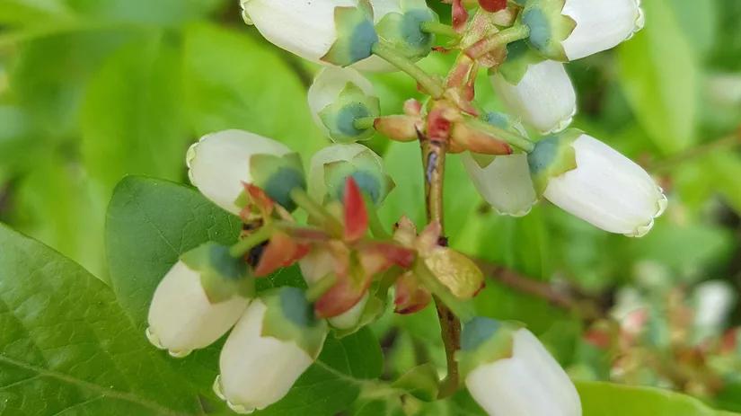 bessen in de moestuin floor-blauwe-bes