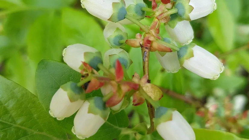 bessen in de moestuin floor-blauwe-bes