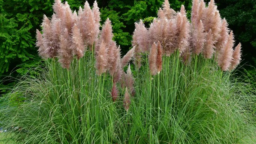 5x Mooie siergrassen voor in jouw tuin 5x Mooie siergrassen voor in jouw tuin