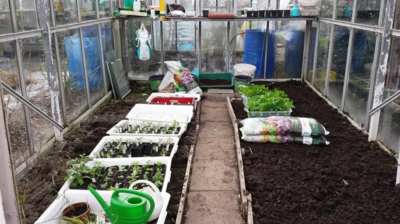 foto-3-kas-2-zaailingen-diana foto-3-kas-2-zaailingen-diana