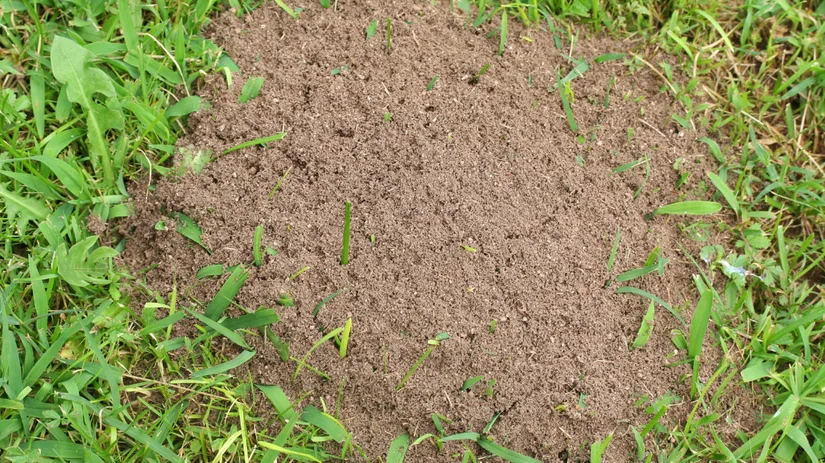 Mieren in het gazon.png Gaten in gazon Mieren