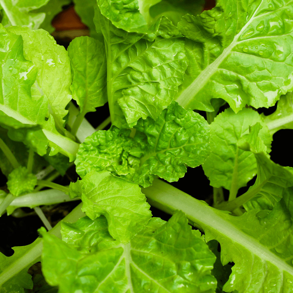 Groene slabladeren glanzen van dauwdruppels, licht gekruld met duidelijke nerfstructuren, verspreid boven donkere aarde in een close-up van een moestuin.