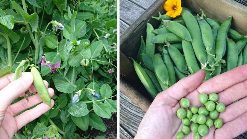 floor-foto-4-erwtjes-oogst- floor-foto-4-erwtjes-oogst-