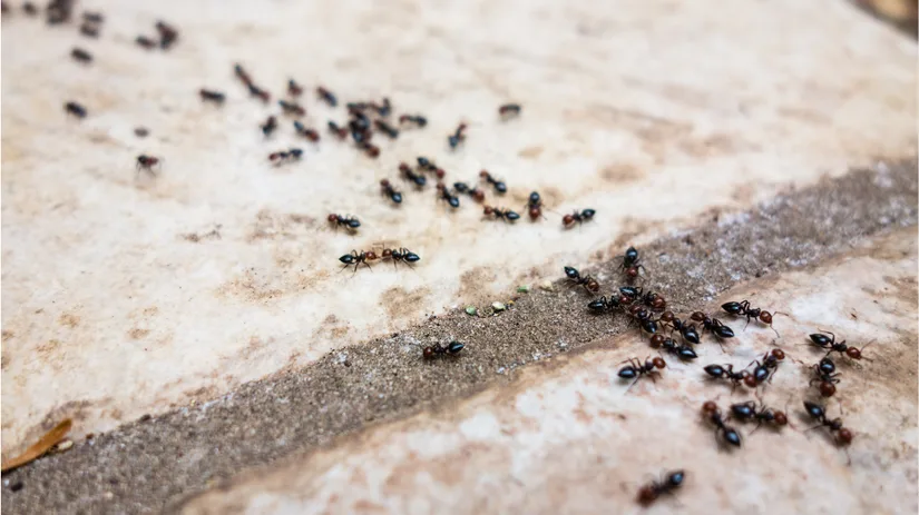 Beste middel tegen mieren buiten.png Mieren kruipen in groepjes over en langs een met zand gevulde voeg van beige buitentegels, volgen slingerende paden terwijl ze zich concentreren in meerdere kleine clusters.