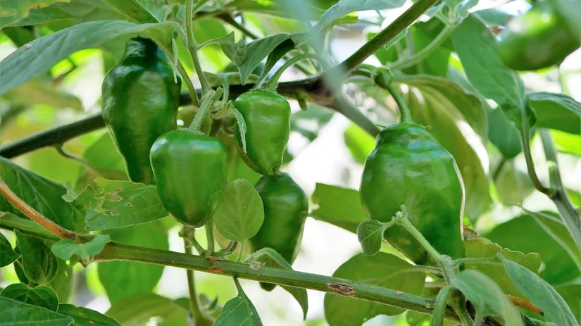 Plant met pepers Plant met groene onrijpe Capsicum pubescens chilipepers