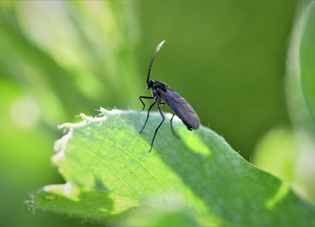 Zwarte beestjes op kamerplant