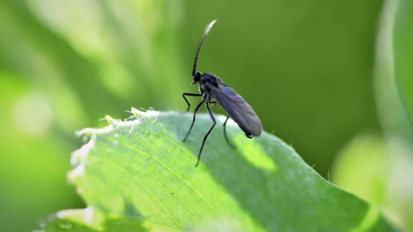 Zwarte beestjes op kamerplant Zwarte beestjes op kamerplant