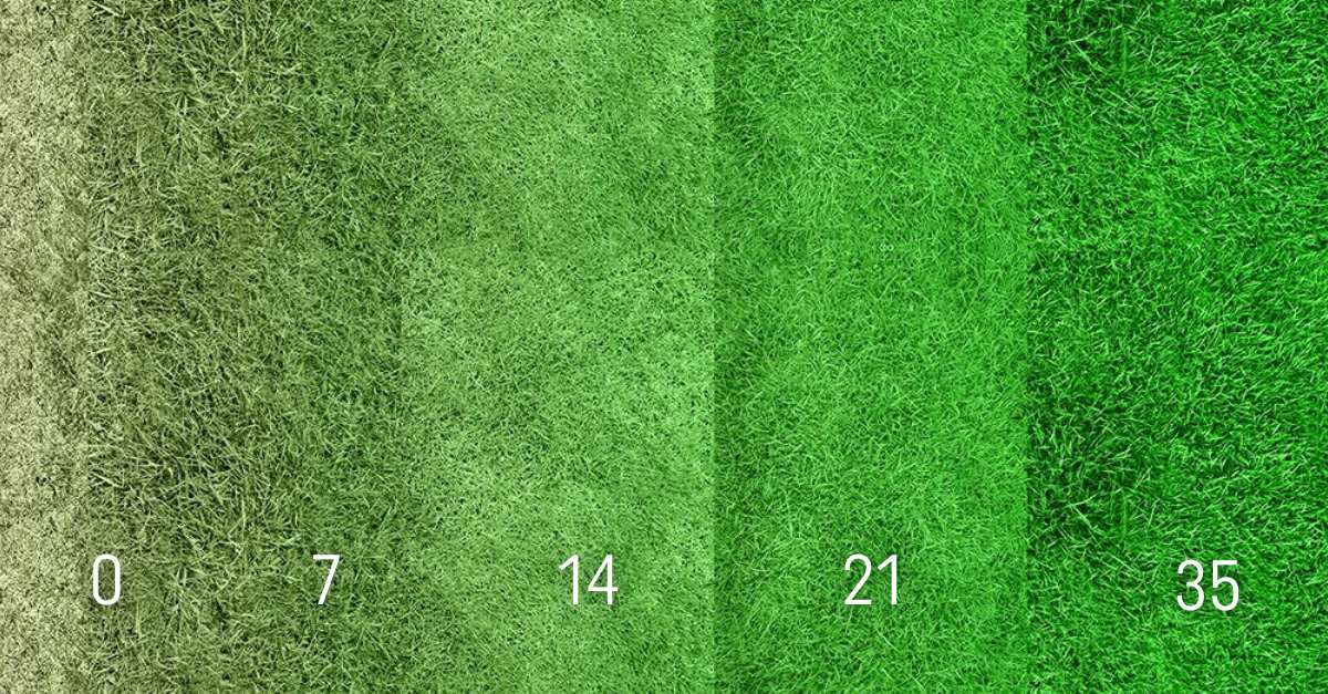 Gazon — verandert geleidelijk van droog/bruin naar intens groen — gepresenteerd als vijf verticale stroken op een grasveld, genummerd onderaan: 0 7 14 21 35