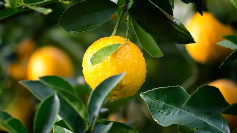 citrusboom citrusboom