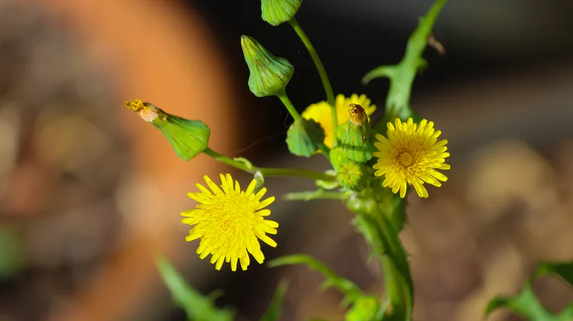 Onkruid bestrijden: Melkdistel Onkruid bestrijden: Melkdistel