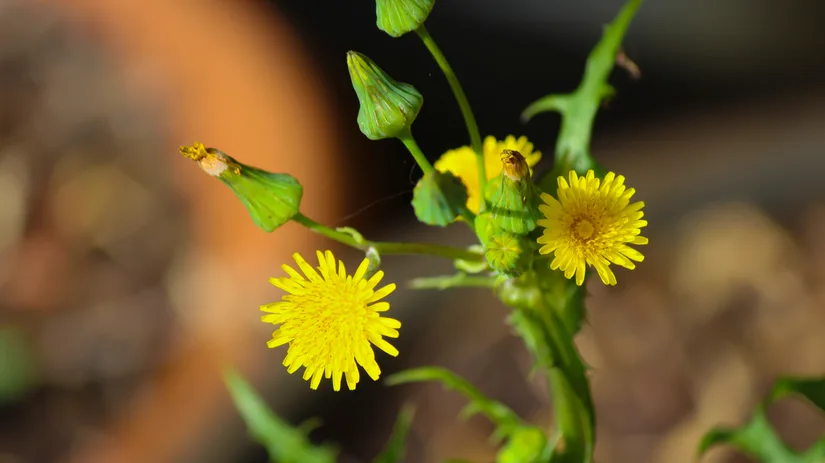 Onkruid bestrijden: Melkdistel Onkruid bestrijden: Melkdistel