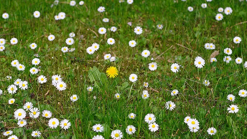Onkruid in gazon herkennen Onkruid in gazon herkennen