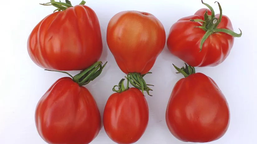 foto-5-tomaat-liguria-diana foto-5-tomaat-liguria-diana