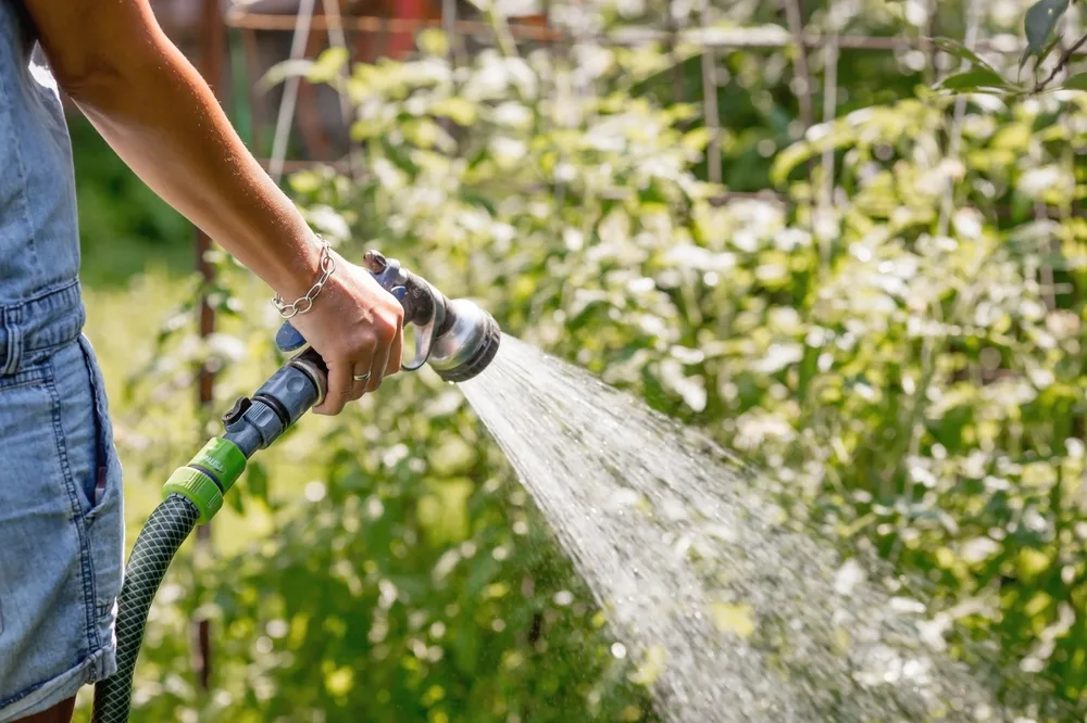 Duurzaam tuinieren: water besparen in de tuin